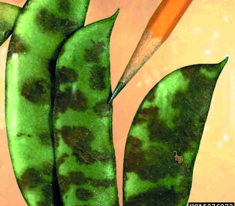 Saving plants from disease