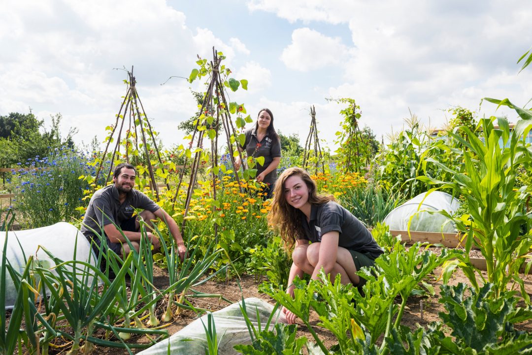 Careers with plants and why they matter to YOU Futurum