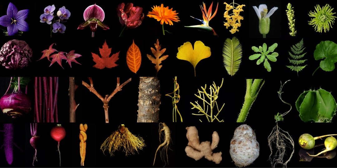 Short and bushy, long and spindly: how plants make their shapes