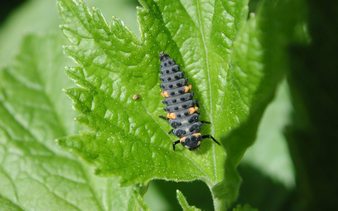 What if we stopped using pesticides?