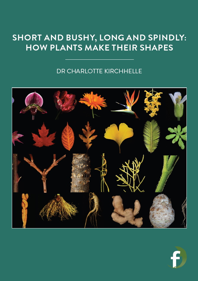 Short And Bushy Long And Spindly How Plants Make Their Shapes