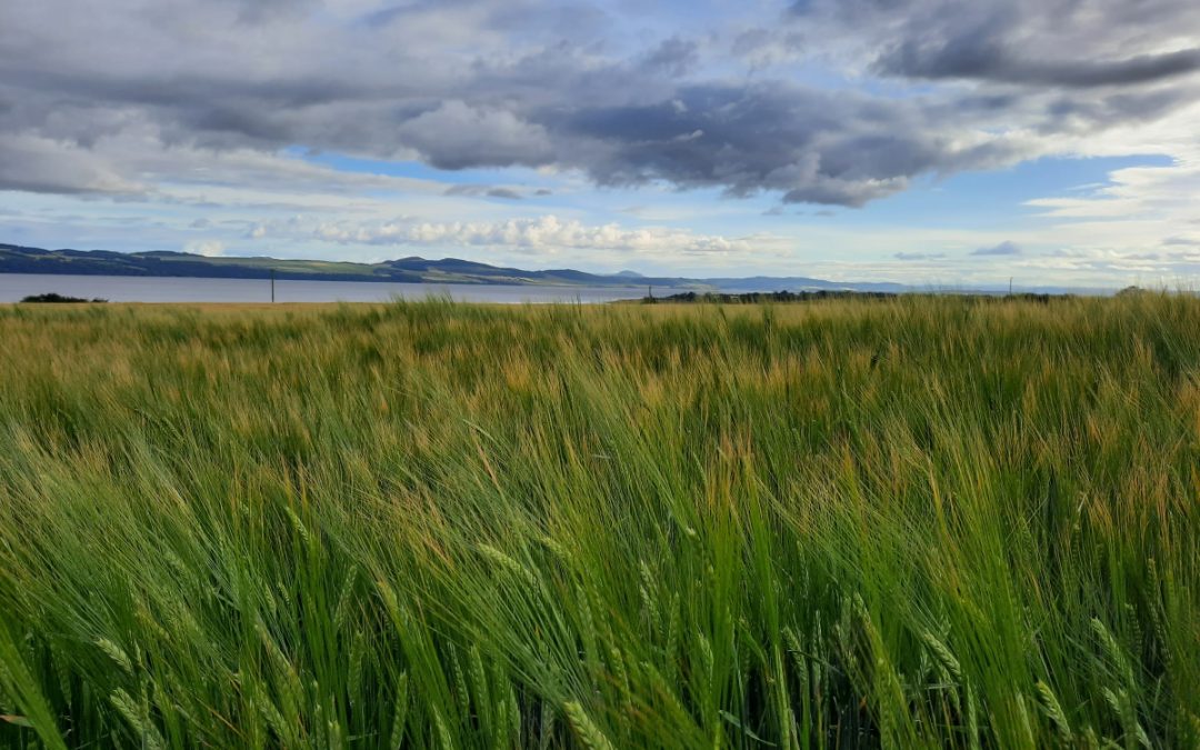 How can understanding plants and microorganisms help feed the world?