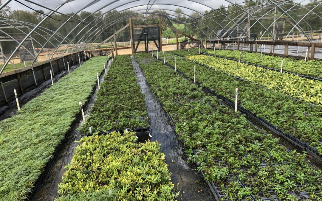 A red-blooded passion for the green-fingered