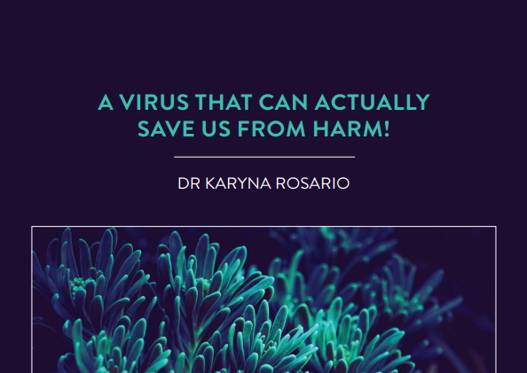 Dr Karyna Rosario is based within the Marine Genomics Laboratory at the University of South Florida in the US. Her research, focusing […]