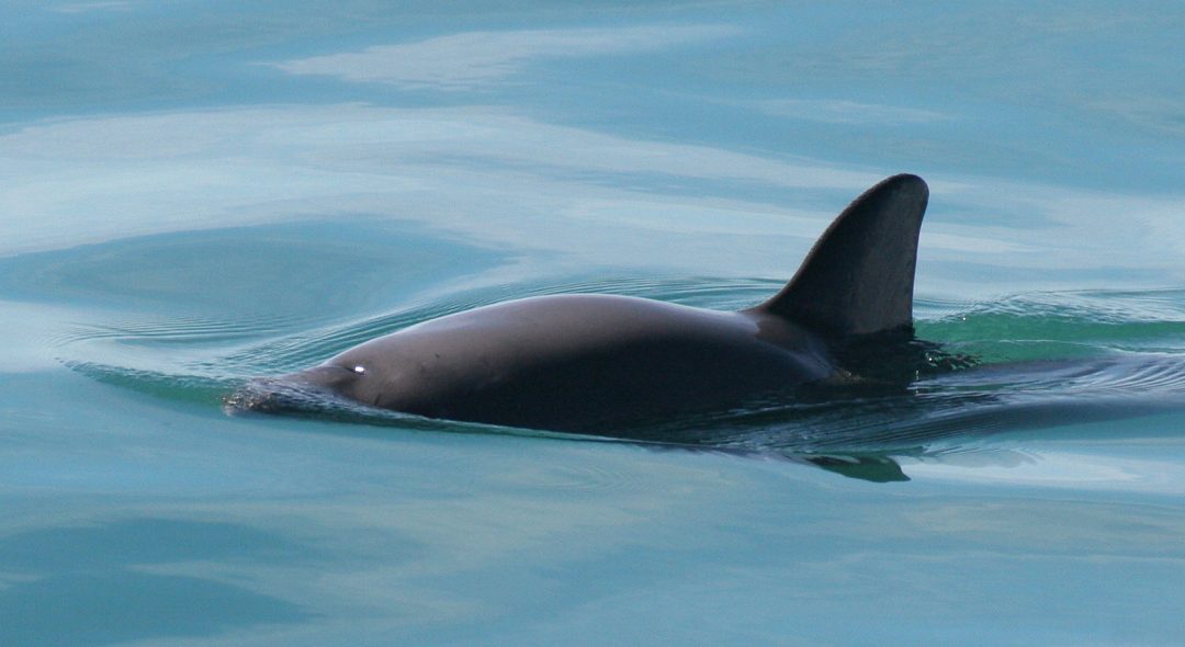 Join the world’s first virtual hackathon to save vaquita