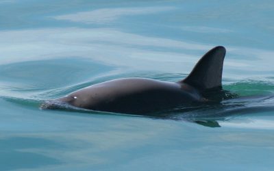 Join the world’s first virtual hackathon to save vaquita