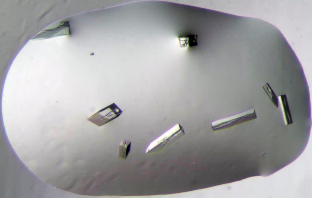 What can we learn from plant proteins?