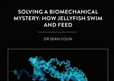 In the past, biologists believed that all jellyfish propel themselves forward by rapidly squirting water out from their pulsating bells. However […]