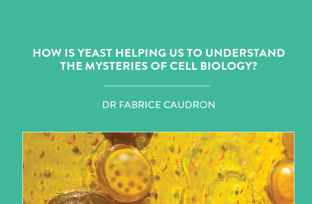 In Dr Fabrice Caudron’s lab at Queen Mary University of London, yeast is helping scientists to understand the inner workings of cells. By […]