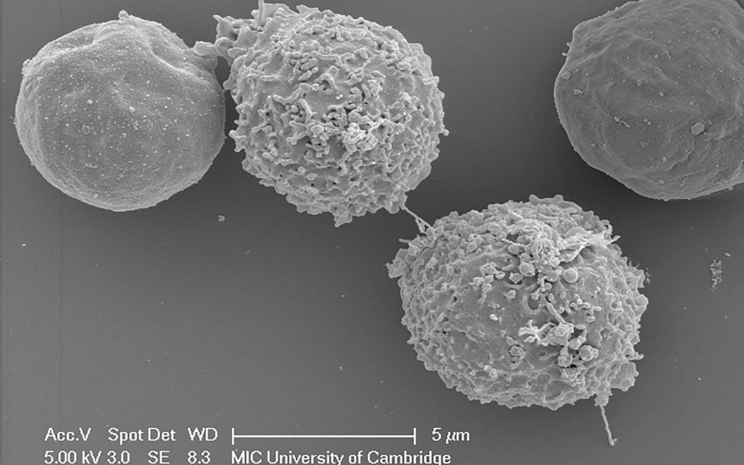 Can we vaccinate against the viruses hiding in our cells?