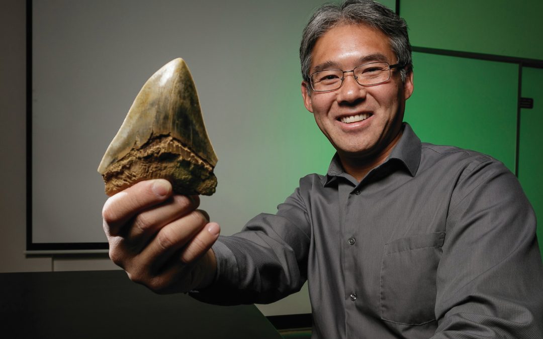 Jaws: the importance of shark fossils for palaeontology research