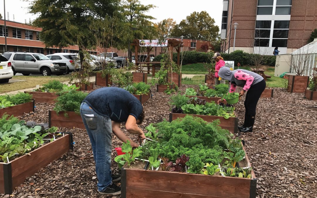 Experience, grow and learn to be a horticulturalist
