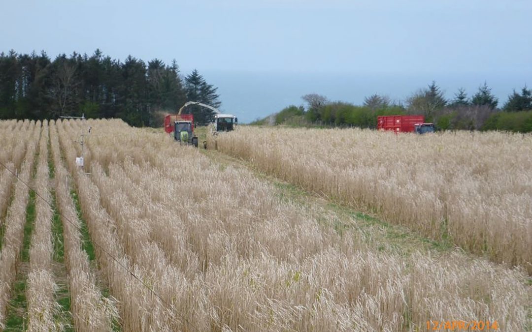 Can plants avert the climate crisis?