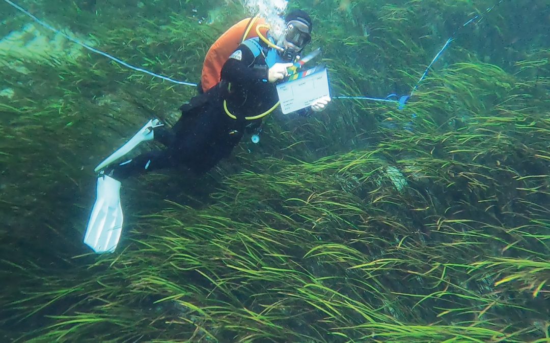 What if we understood the role underwater plants play in the flow of water?