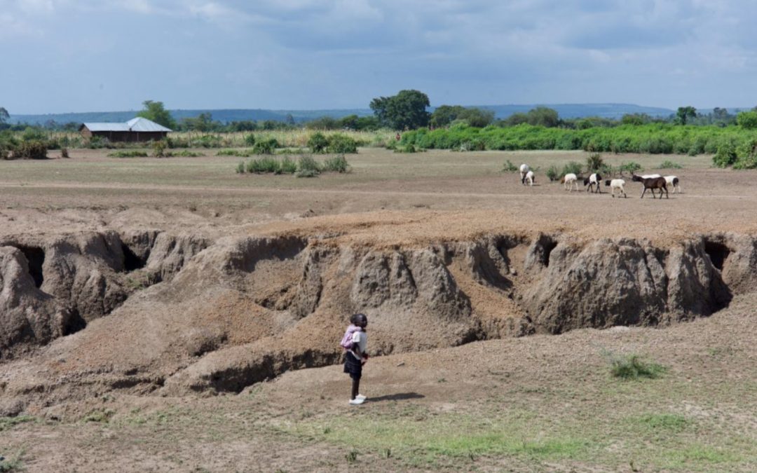 Bringing life back to Kenya’s grasslands