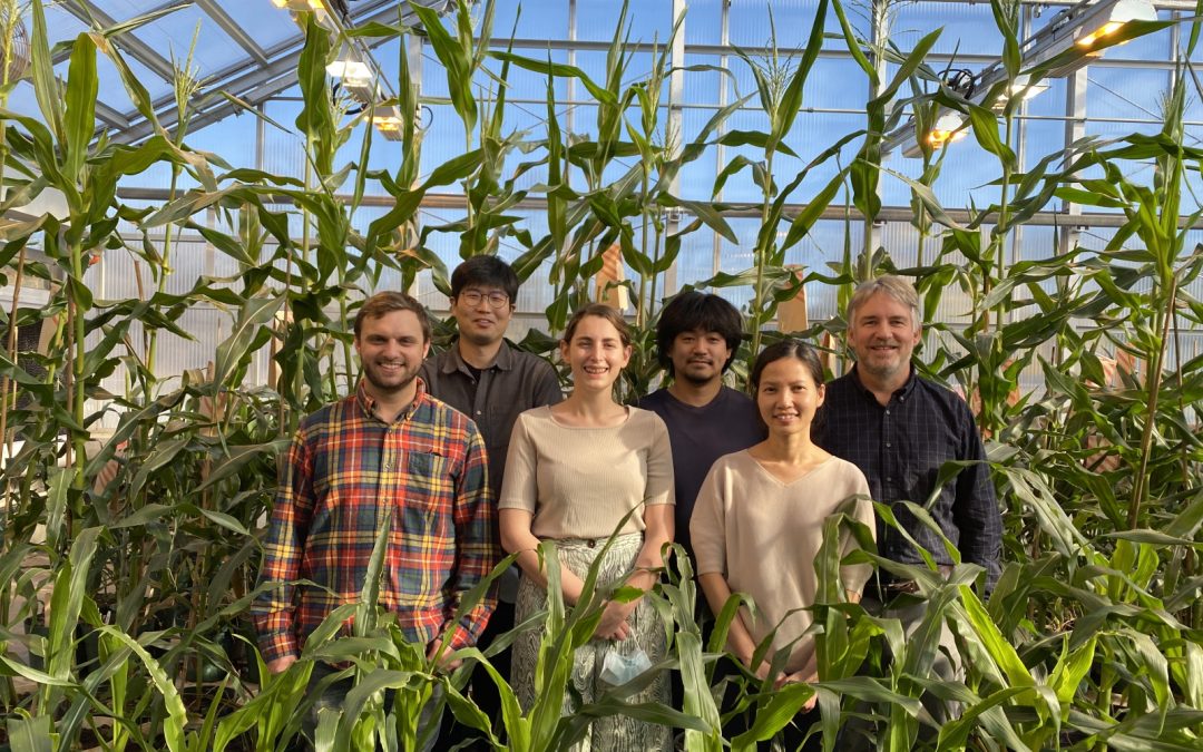 Can we decipher the mechanisms that allow plant cells to communicate?