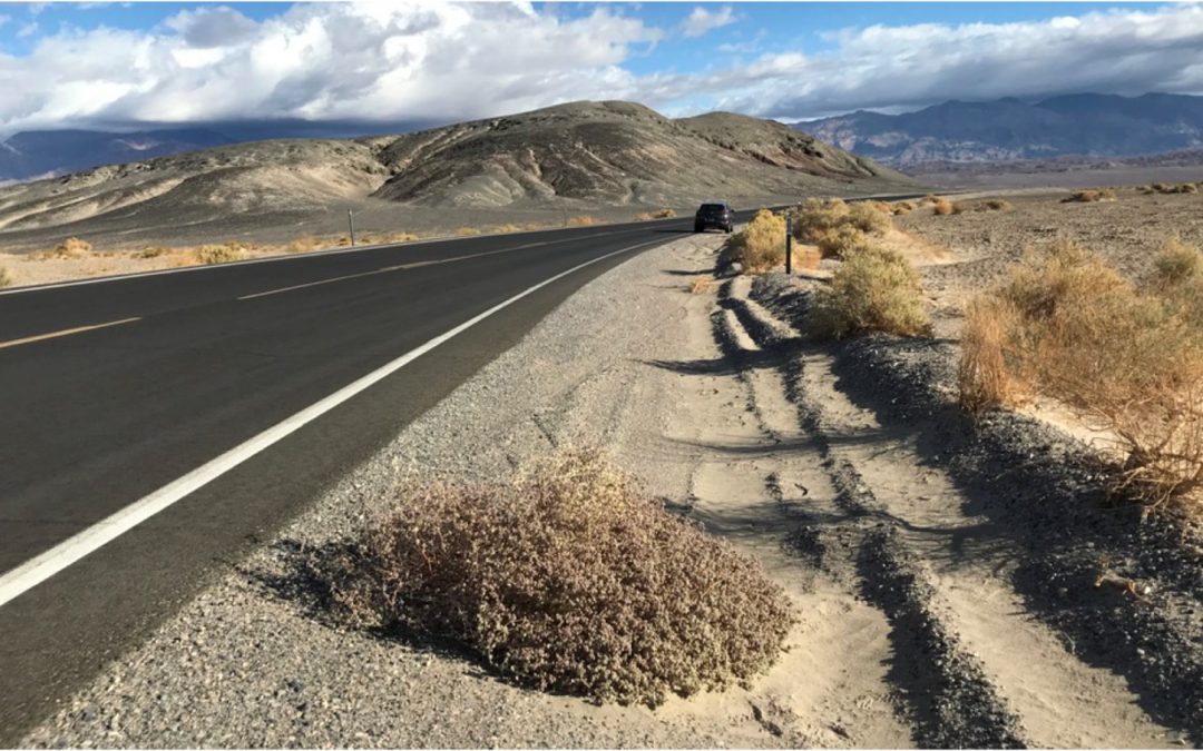 Growing a community: building the Plant Cell Atlas