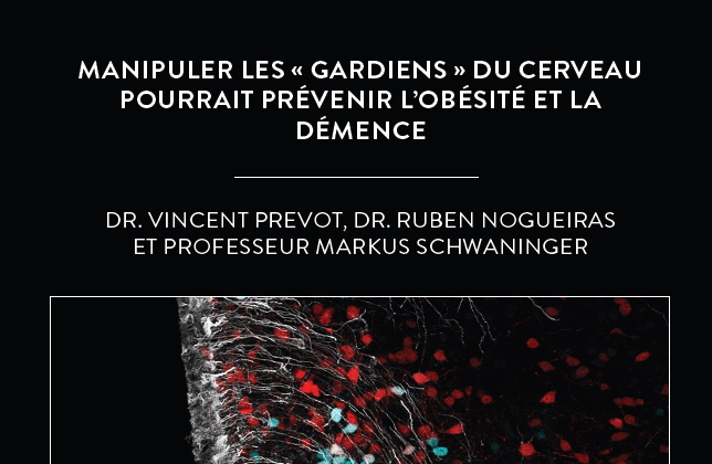 Manipuler les « gardiens » du cerveau pourrait prévenir l’obésité et la démence