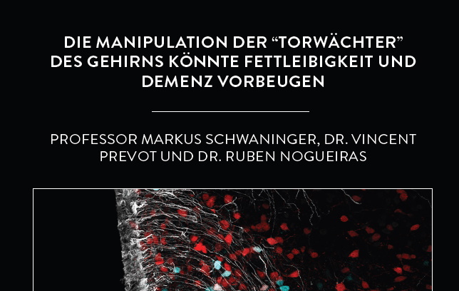 Die Manipulation der “Torwächter” des Gehirns könnte Fettleibigkeit und Demenz vorbeugen