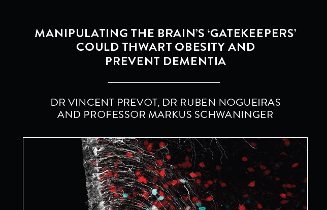 Dr Vincent Prevot is a neuroendocrinologist based at the Inserm in Lille, France. He collaborates with Professor Markus Schwaninger and […]
