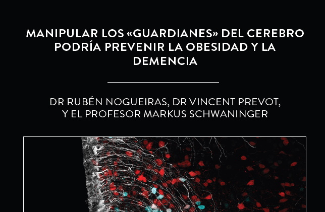 Manipular los «guardianes» del cerebro podría prevenir la obesidad y la demencia.
