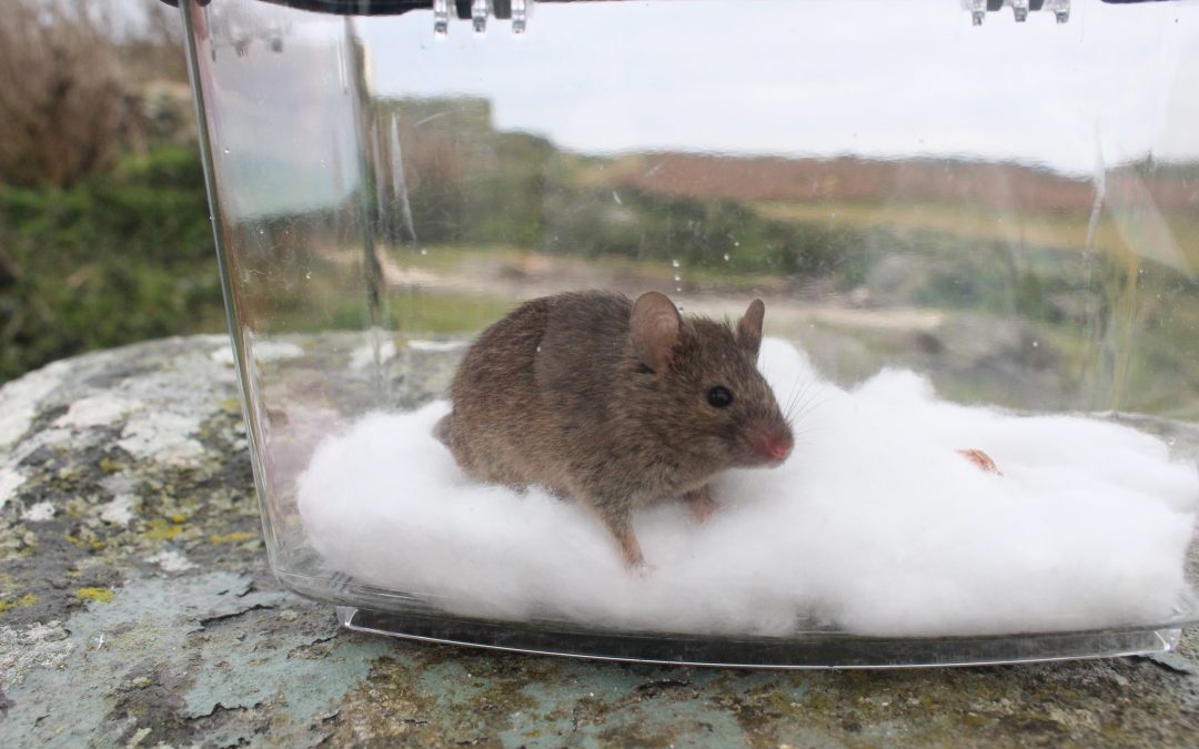 What can we learn about microbiomes by studying wild mice?
