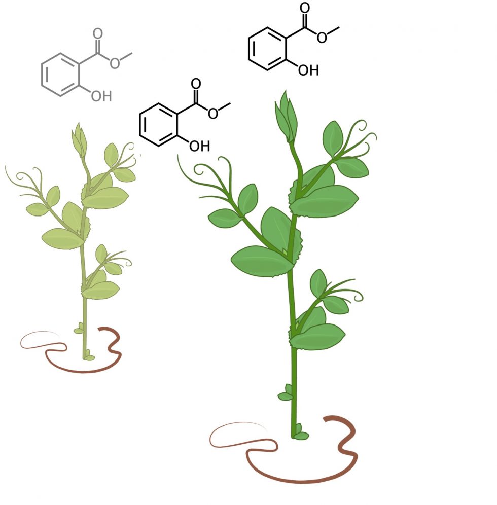 How do plants protect themselves from diseases? Futurum