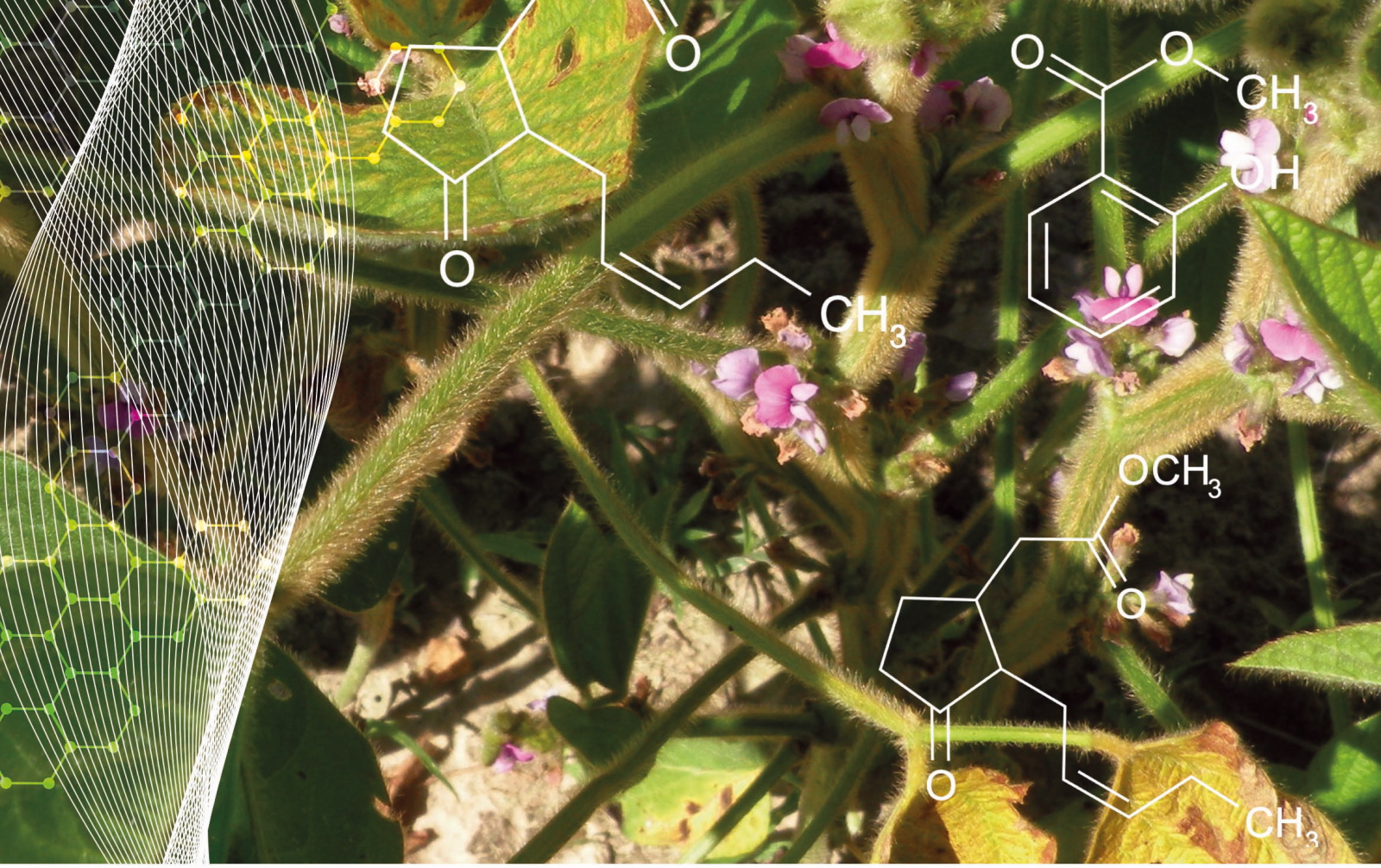 How do plants protect themselves from diseases? Futurum