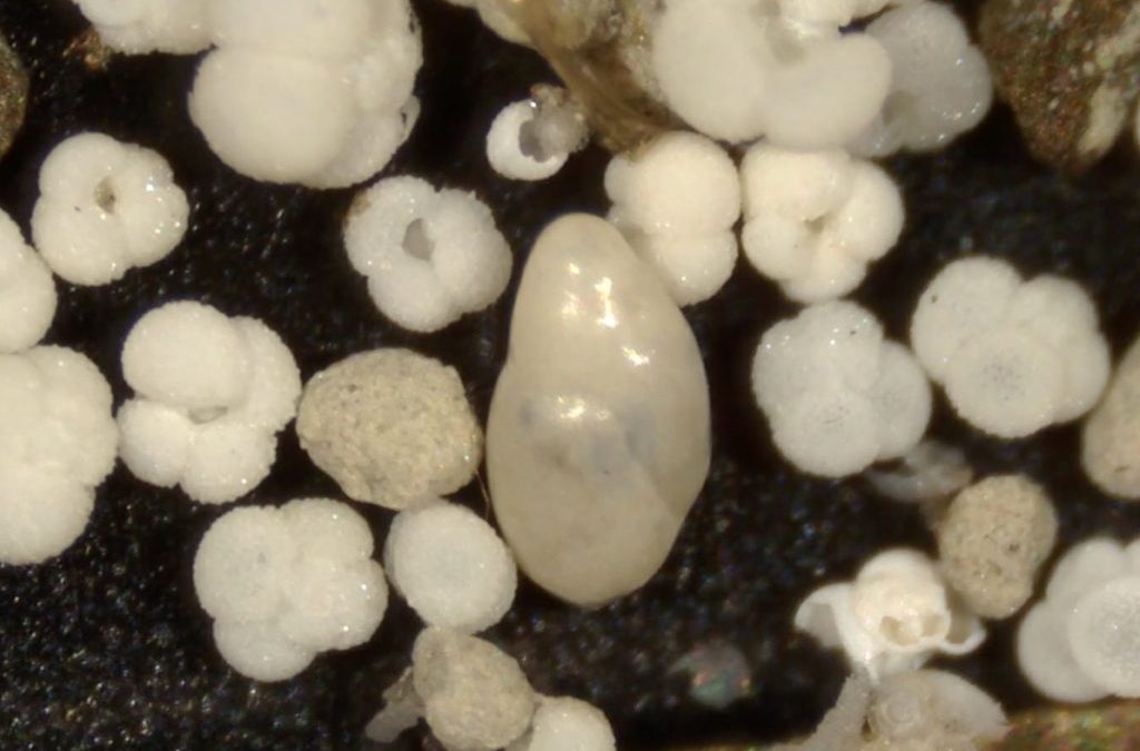 What is the fate of dissolved oxygen in our oceans?