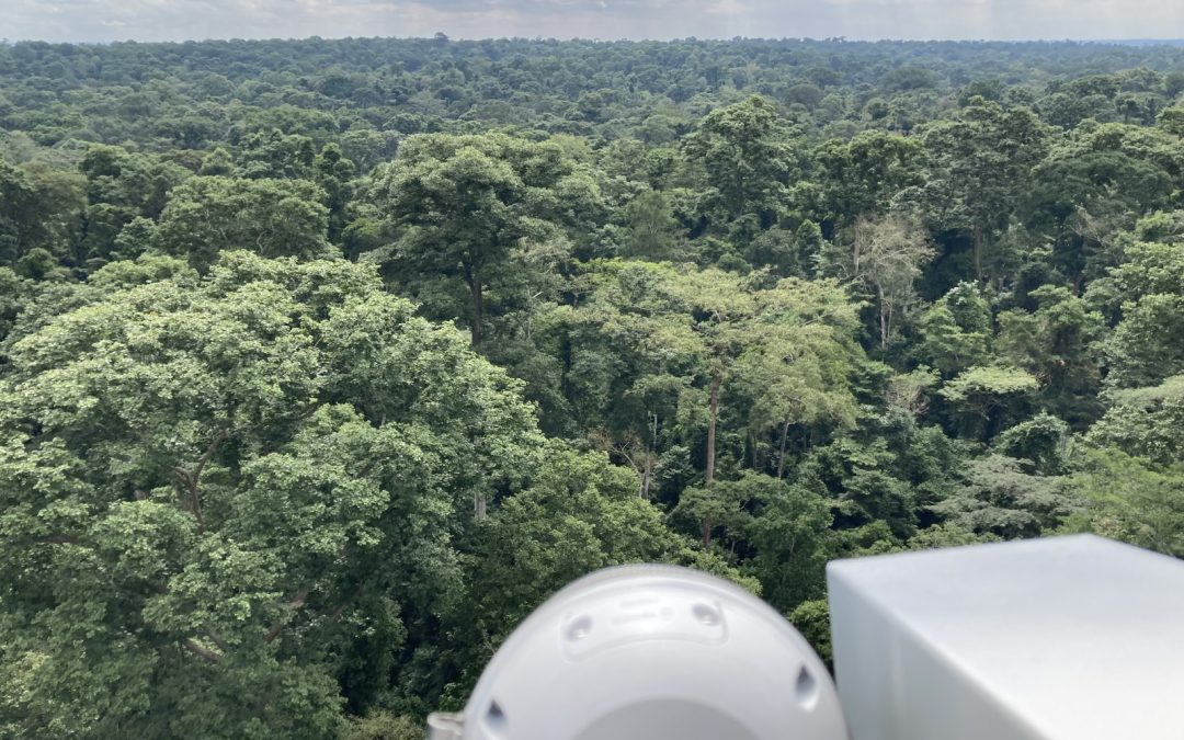 Monitoring the canopy temperature of forests