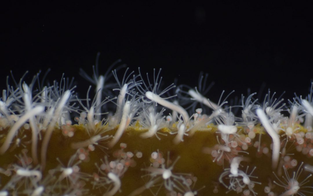 How can marine invertebrates help prevent organ transplant rejection?