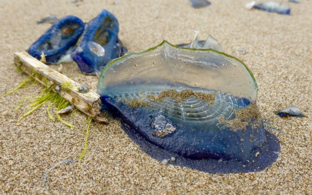 How can place attachment improve scientific literacy?