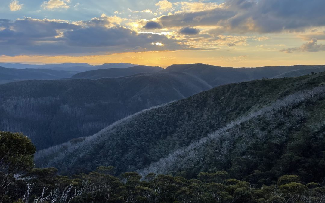 How will climate change affect forests?