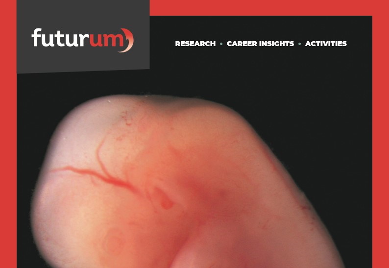 How do the head, neck, and heart develop?