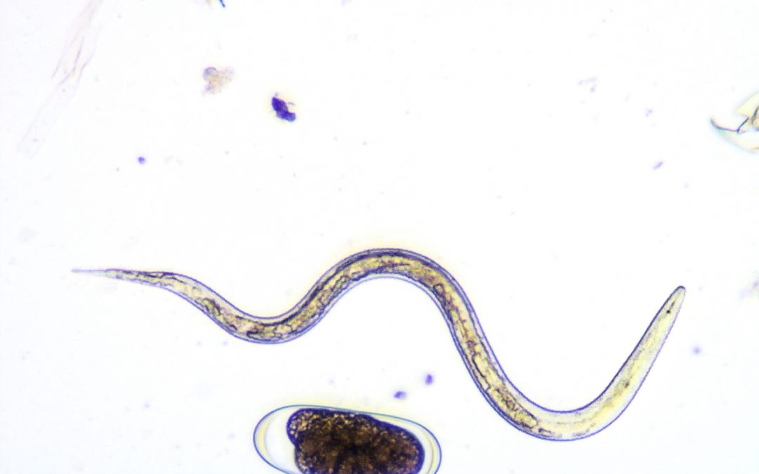 Protecting crops from nematodes