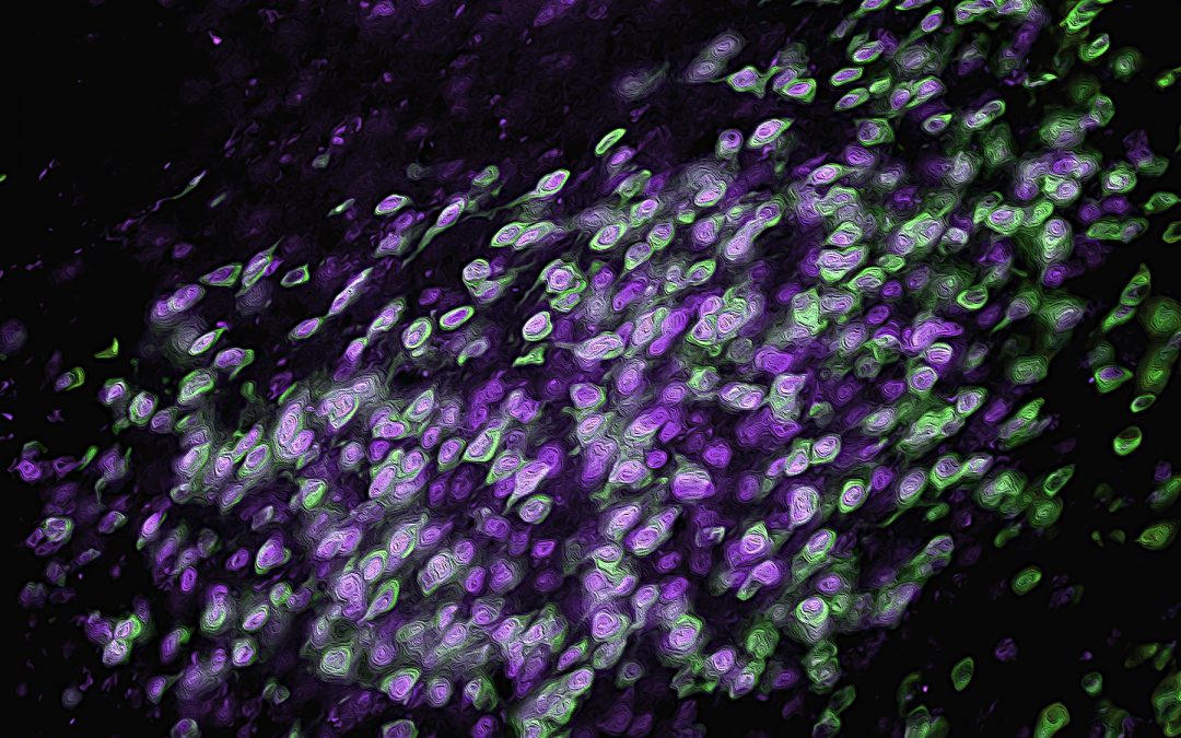 Understanding leptin: how can changes in body weight affect reproduction?