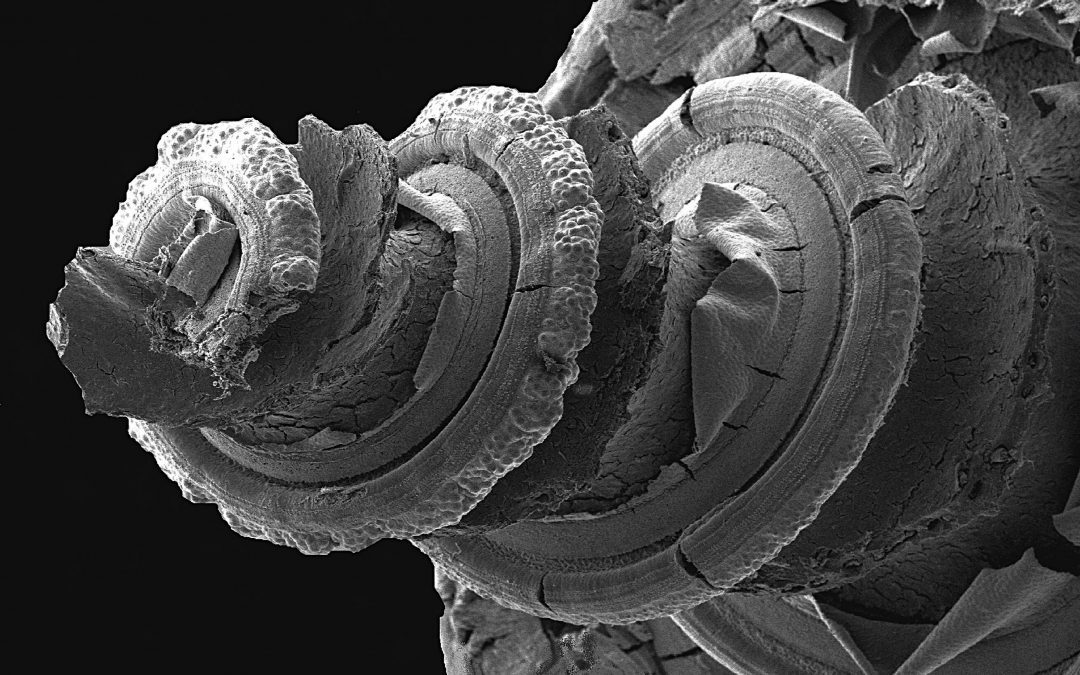 How does the inner ear develop into a sensitive hearing and balance organ?