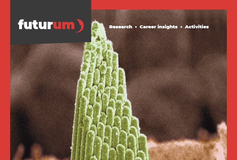 How does the inner ear develop into a sensitive hearing and balance organ?