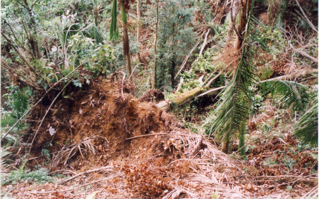 How do hurricanes impact forest ecosystems?