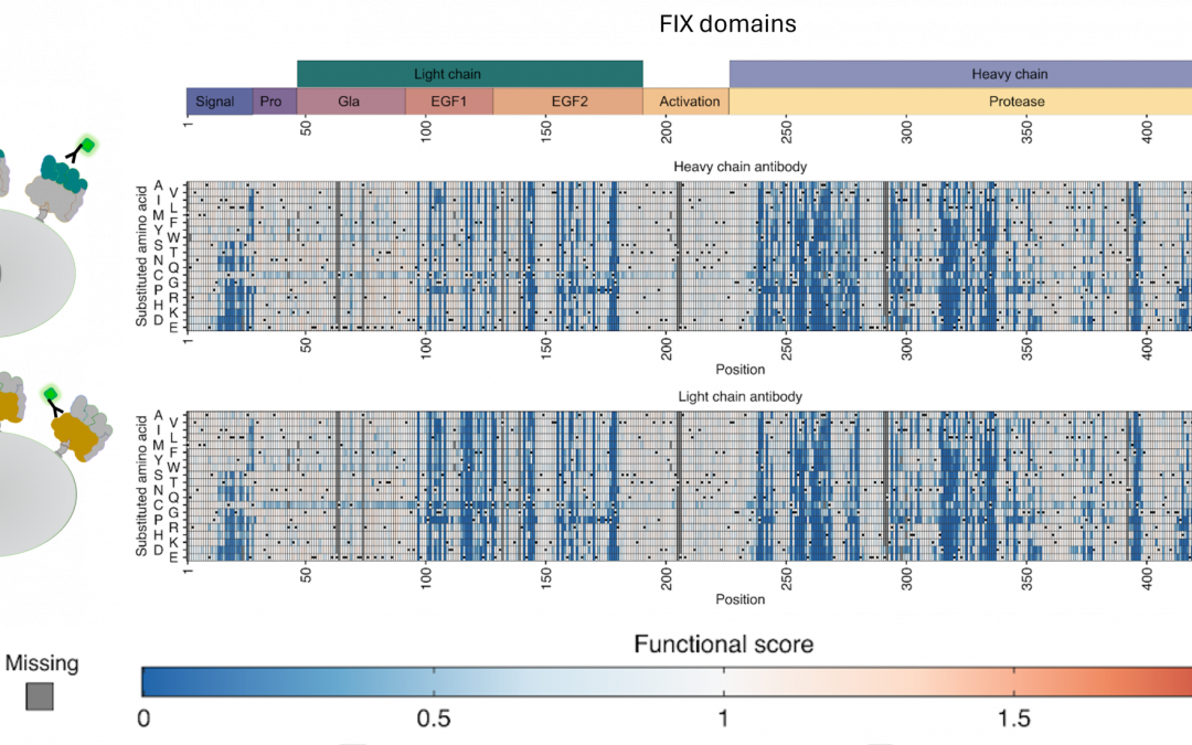 Understanding haemophilia, one amino acid at a time