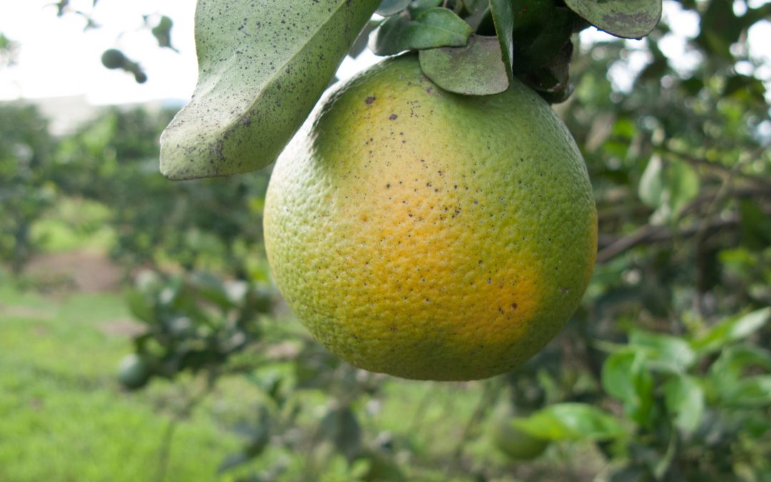 Transforming agriculture with solution-driven science