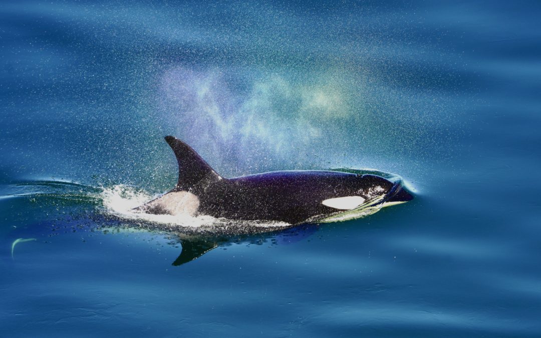 Killer whale conversations and conservation: eavesdropping with artificial intelligence