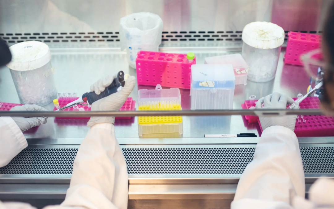 How do immune cells ‘evolve’ to protect us?