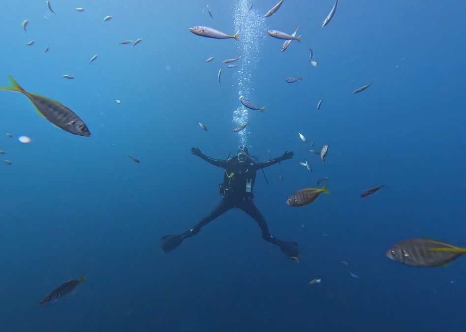 Ocean soundscapes: how do fish hear?