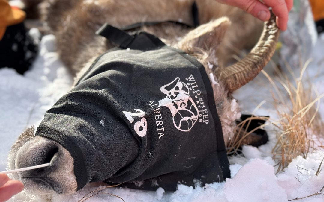 How are mathematical models helping wildlife management?