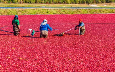 Forecasting frost to protect cranberry crops