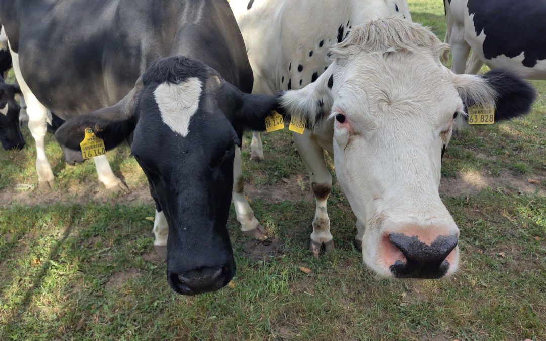 Can lactic acid fermentation disinfect manure?