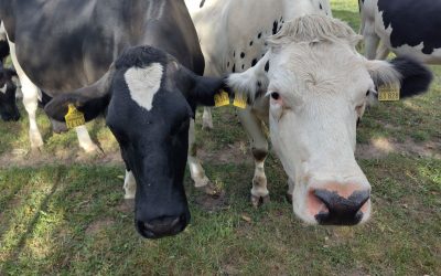 Can lactic acid fermentation disinfect manure?