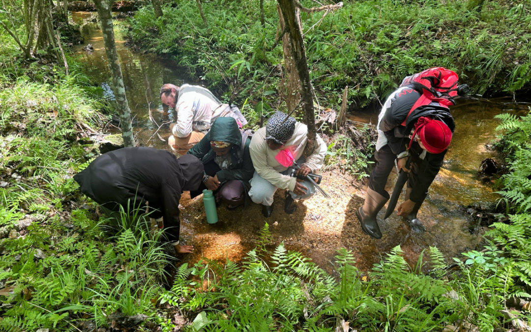 Stealing the slimelight: the fascinating world of slime moulds