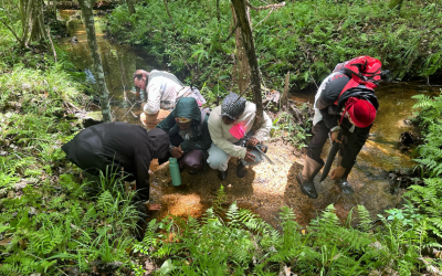 Stealing the slimelight: the fascinating world of slime moulds